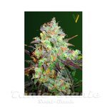 Victory Seeds - Chocolope