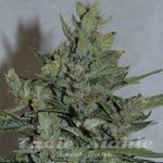 AMARANTA SEEDS - Amarant Dwarf