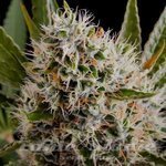 NIRVANA - Lithium OG Kush