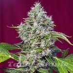 SWEET SEEDS - San Fernando Lemon Kush