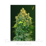 Victory Seeds - Auto Chronic XXL