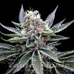 GROW YOUR OWN - Florida Gold