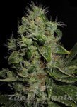 SEEDSMAN - Mazari