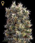 GREEN HOUSE SEEDS - The Church
