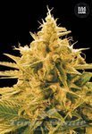 BULK SEED BANK - Ananas Funk