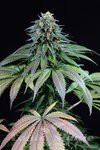 DINAFEM - Purple Moby Dick