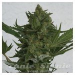 RESIN SEEDS - Critical Haze