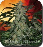 BUDDHA SEEDS - Deimos Auto