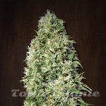 ACE SEEDS - Orient Express