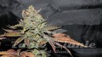 THE CALI CONNECION - LA Cookies