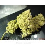 MEDICAL SEEDS - No Name