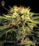 GREEN HOUSE SEEDS - The Doctor
