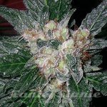 BARNEY’S FARM - Violator Kush