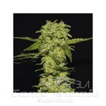 R-KIEM SEEDS - Portela