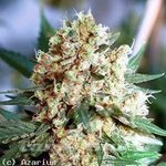 NIRVANA - Northern Light Auto