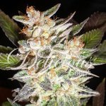 DELICOUS SEEDS - Cheese Candy Auto