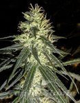 GREEN LABEL - Amnesia