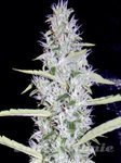 MEPHISTO GENETICS - Fantasmo Express