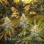 SAGARMATHA - Chunky Cheeze