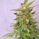 KANNABIA SEED - Hobbit Auto