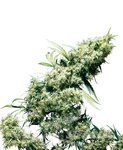 SENSI SEEDS - Jamaican Pearl