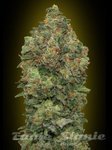 ADVANCED SEEDS - Auto Critical Soma