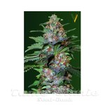 Victory Seeds - Auto Caramelino