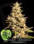 EVA SEEDS - Missing