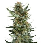 ! Dwarf Auto