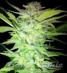 KAYA SPAIN QUALITY - Tropical Power