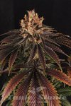 GREEN DEVIL GENETICS - Mr Bubba