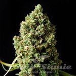 BARNEY’S FARM - Critical Kush