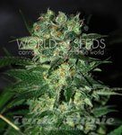 WORLD OF SEEDS - Stoned Inmaculate