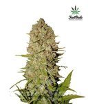 FASTBUDS - Pineapple Express