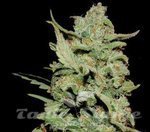 BARNEY'S FARM - Peyote Critical