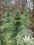 Warr Seeds - Ambrosia (Purple) x HashKush