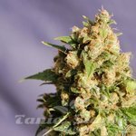 KANNABIA SEED - Queso