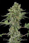 DINAFEM - Moby Dick Autoflowering