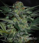 WORLD OF SEEDS - High Tension