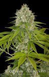 DINAFEM - Power Kush