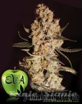 EVA SEEDS - Jamaican Dream