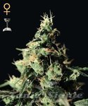 GREEN HOUSE SEEDS - Chemdog