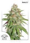 DUTCH PASSION - Glueberry O.G.