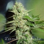 FANTASEEDS - Jack Herer