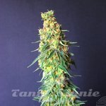 KANNABIA SEED - White Domina CBD
