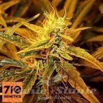 710 GENETICS - 710 Gum