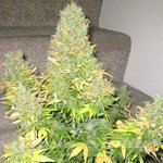 SHORT STUFF SEEDBANK - Auto Onyx