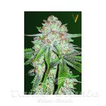 Victory Seeds - Auto Chocolope
