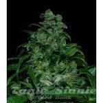 VIP SEEDS - Tank