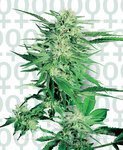 SENSI SEEDS - Big Bud®